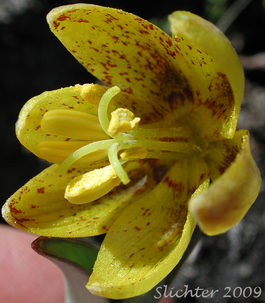 Close-up sideview of the flower of Siskiyou fritillary: Fritillaria glauca