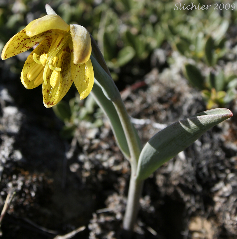 Siskiyou Fritillary: Fritillary glauca