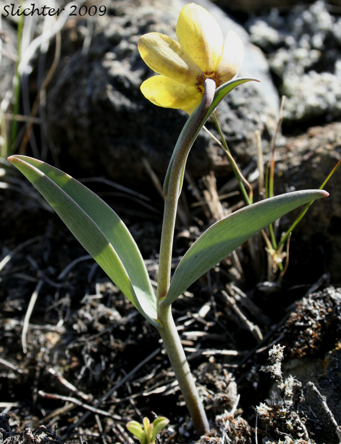 Siskiyou Fritillary: Fritillaria glauca