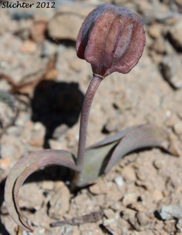 Seed pod of Siskiyou Fritillary: Fritillaria glauca