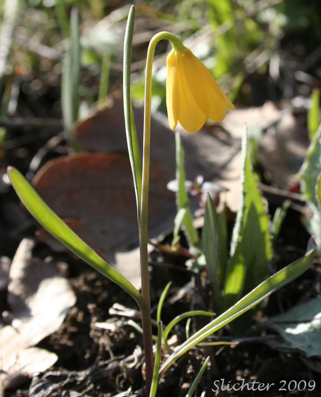 Yellow Bells, Yellow Fritillary, Yellow Missionbells: Fritillaria pudica (Synonyms: Lilium pudicum, Ochrocodon pudicus)