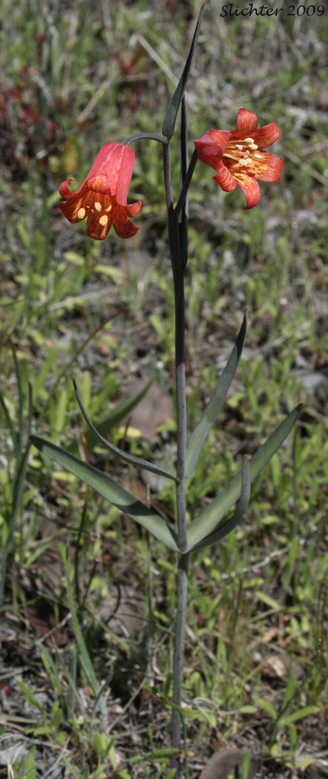 Scarlet Fritillary: Fritillaria recurva