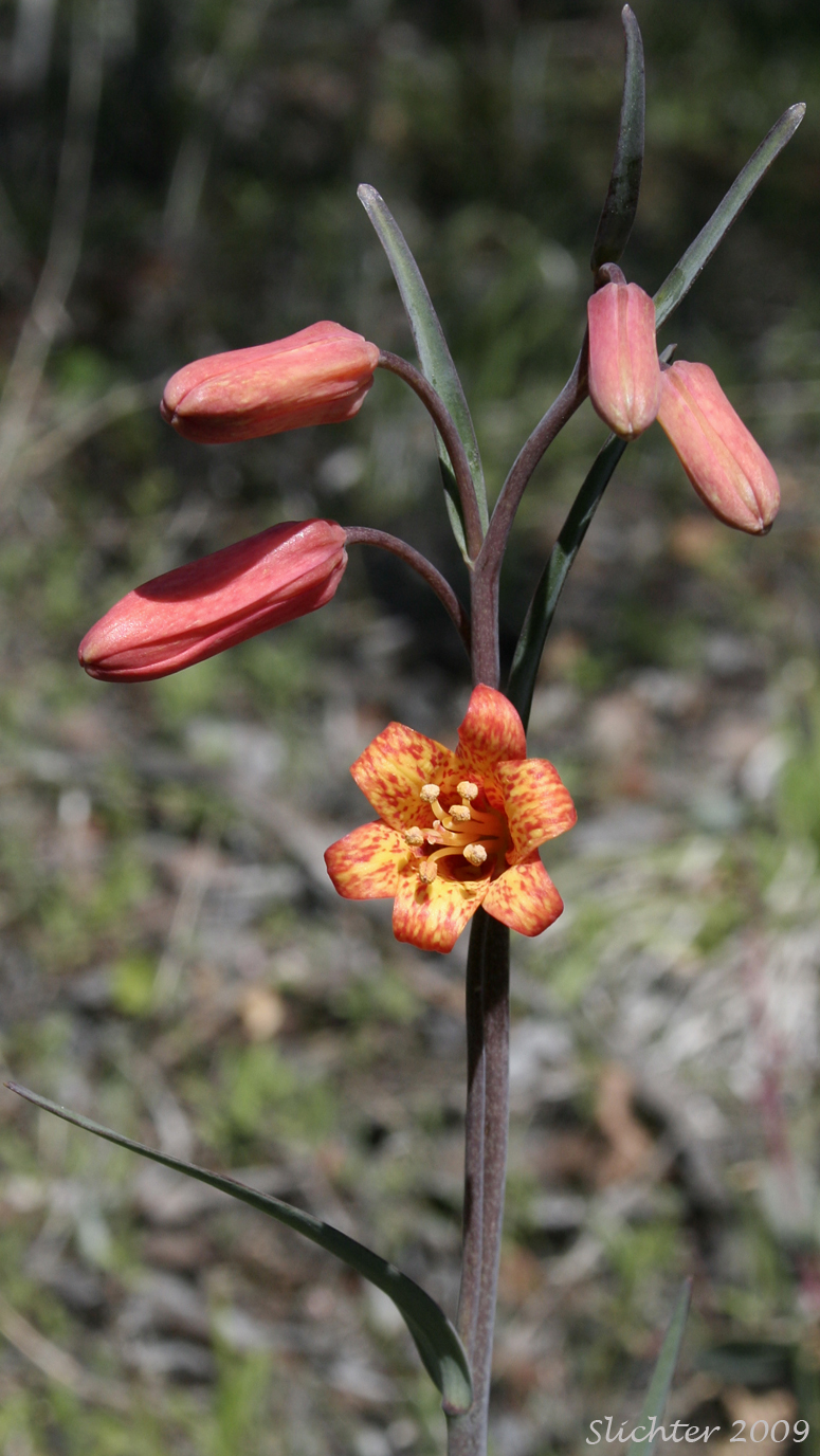 Inflorescence of Scarlet Fritillary: Fritillaria recurva