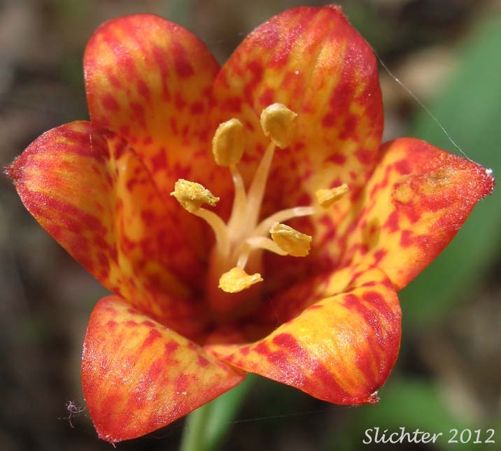 Red Bells, Scarlet Fritillary: Fritillaria recurva