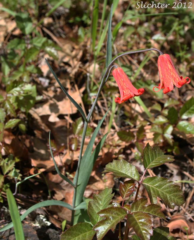 Red Bells, Scarlet Fritillary: Fritillaria recurva