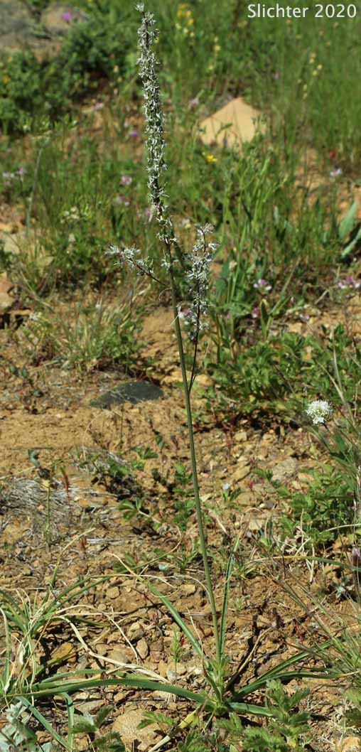 White-flowered Rush Lily, Reed Lily, White Hastingsia, White Bog Hastingsia, White Rushlily, Serpentine Hastingsia, Serpentine Rushlily, Klamath Rushlily: Hastingsia alba (Synonyms: Hastingsia serpentinicola, Schoenolirion album)