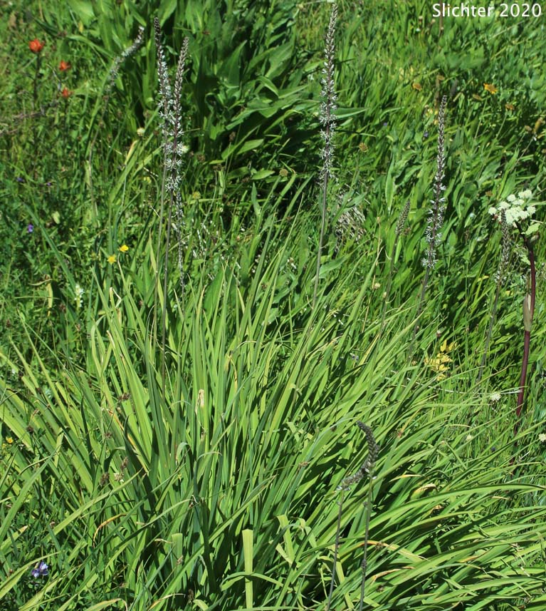 White-flowered Rush Lily, Reed Lily, White Hastingsia, White Bog Hastingsia, White Rushlily, Serpentine Hastingsia, Serpentine Rushlily, Klamath Rushlily: Hastingsia alba (Synonyms: Hastingsia serpentinicola, Schoenolirion album)