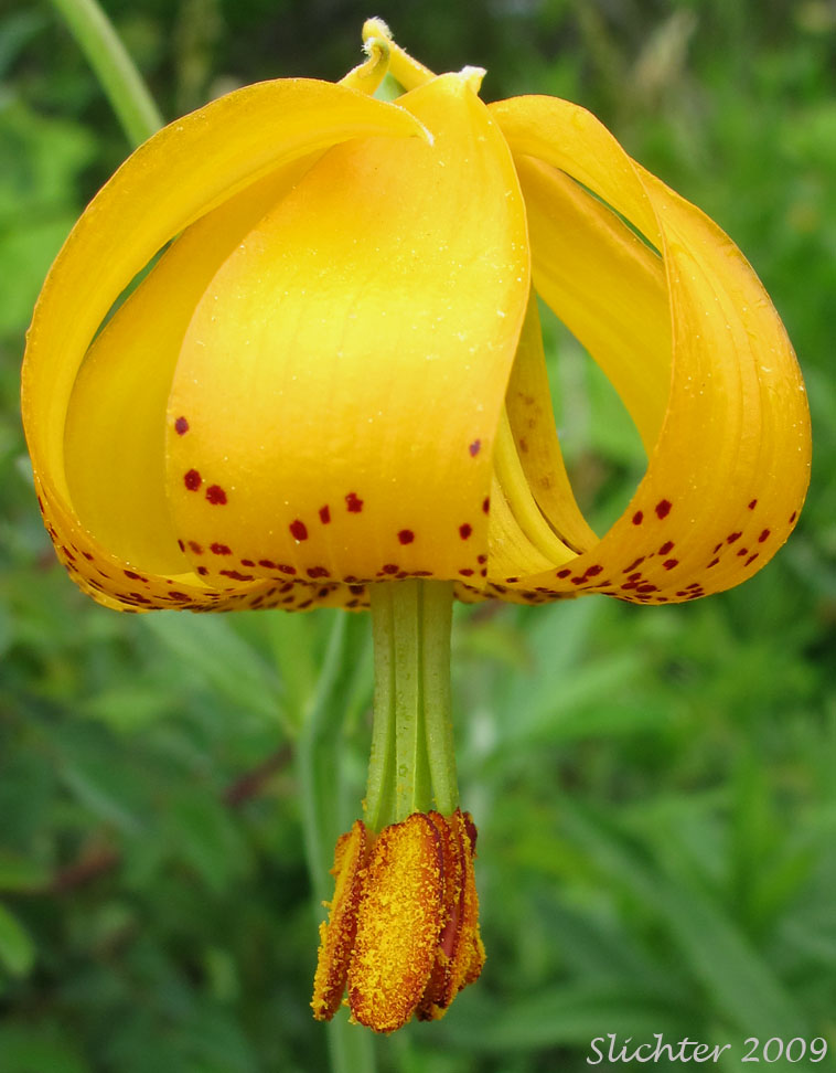 Flower of Columbia Lily, Columbian Lily, Oregon Lily, Tiger Lily: Lilium columbianum (Synonyms: Lilium canadense var. parviflorum, Lilium lucidum, Lilium parviflorum)