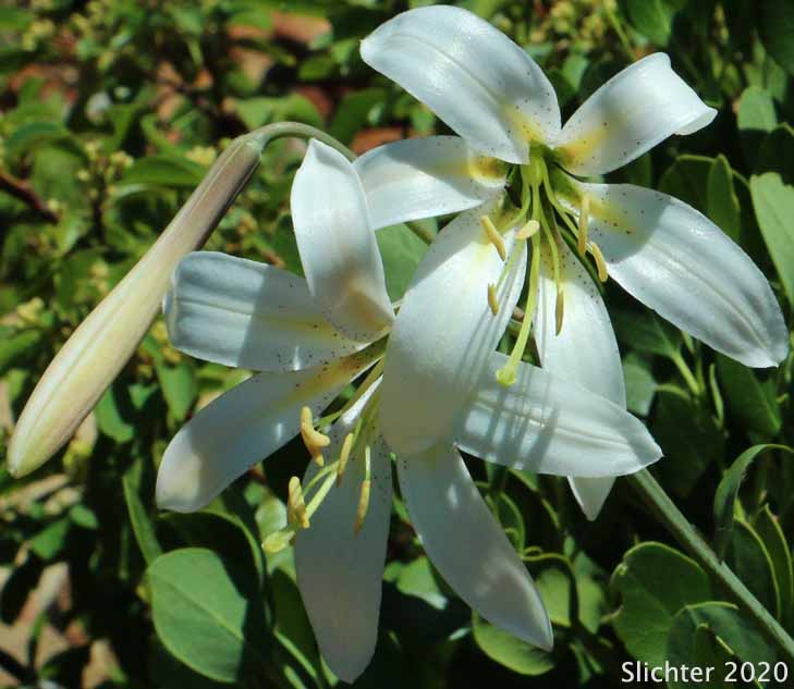Flower of Cascade Lily, Purple-flowered Washington Lily, Shasta Lily, Washington Lily: Lilium washingtonianum ssp. purpurascens (Synonyms: Lilium washingtonianum var. purpurascens, Lilium washingtonianum var. purpureum, Lilium purpureum)
