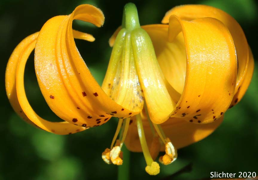 Wiggin's Lily: Lilium pardalinum ssp. wigginsii (Synonym: Lilium wigginsii)