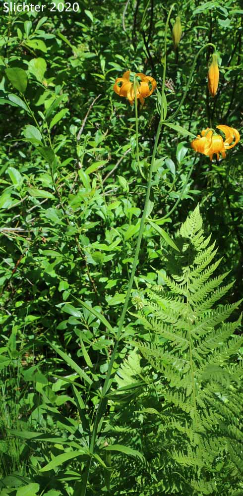Wiggin's Lily: Lilium pardalinum ssp. wigginsii (Synonym: Lilium wigginsii)