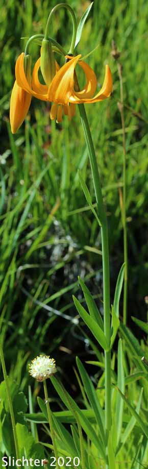 Wiggin's Lily: Lilium pardalinum ssp. wigginsii (Synonym: Lilium wigginsii)