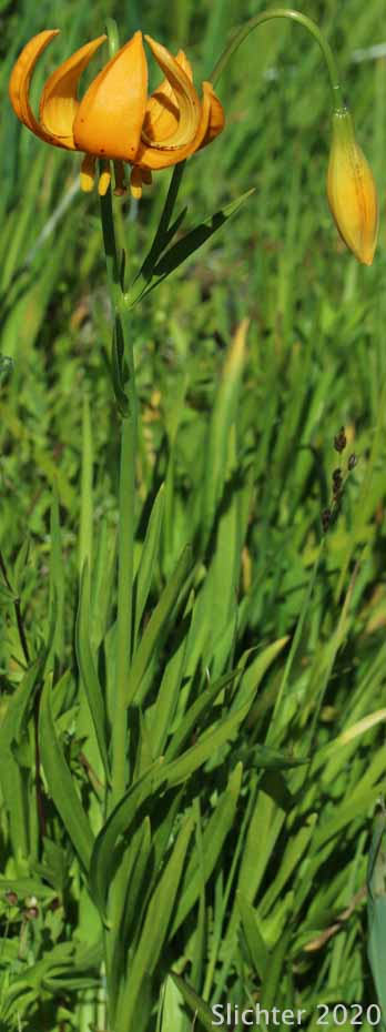 Wiggin's Lily: Lilium pardalinum ssp. wigginsii (Synonym: Lilium wigginsii)