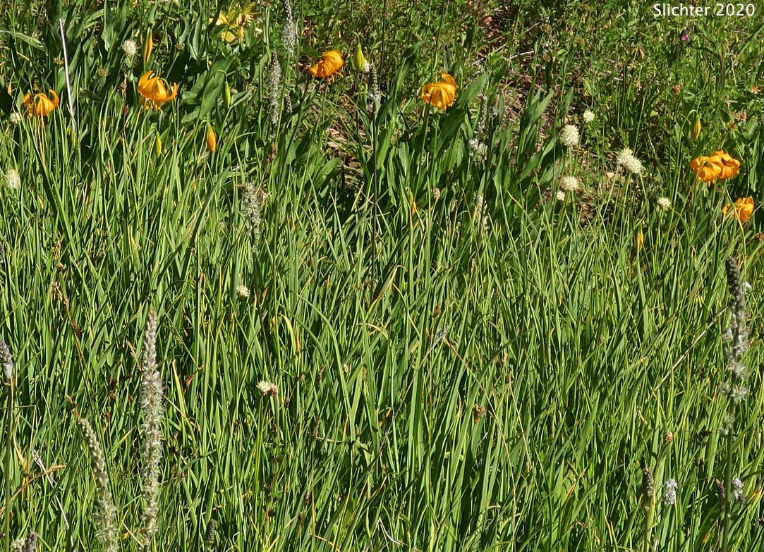 Wiggin's Lily: Lilium pardalinum ssp. wigginsii (Synonym: Lilium wigginsii)