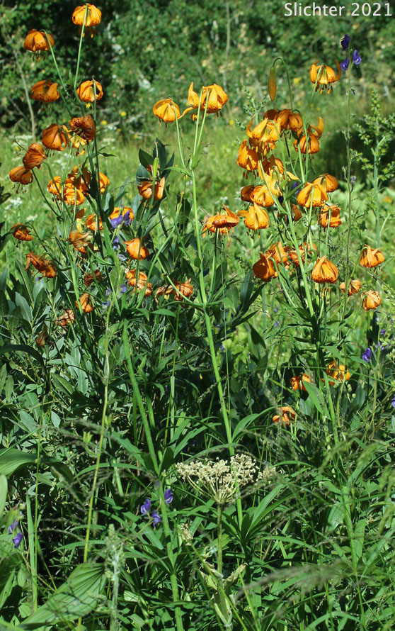 Wiggin's Lily: Lilium pardalinum ssp. wigginsii (Synonym: Lilium wigginsii)