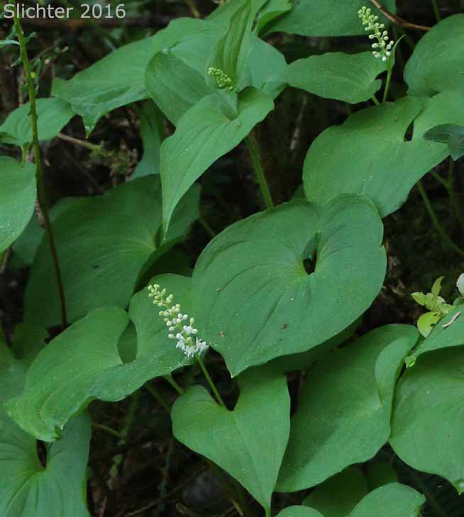 False Lily-of-the-valley, Wild Lily-of-the-valley, Two-leaf False Solomon's-seal, Beadruby: Maianthemum dilatatum (Synonyms: Maianthemum bifolium, Maianthemum bifolium var. dilatatum, Maianthemum bifolium var. kamtschaticum, Maianthemum kamtschaticum, Unifolium dilatatum, Unifolium kamtschaticum)