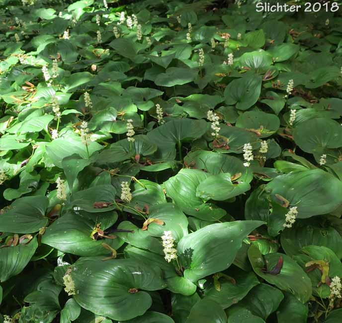 False Lily-of-the-valley, Wild Lily-of-the-valley, Two-leaf False Solomon's-seal, Beadruby: Maianthemum dilatatum (Synonyms: Maianthemum bifolium, Maianthemum bifolium var. dilatatum, Maianthemum bifolium var. kamtschaticum, Maianthemum kamtschaticum, Unifolium dilatatum, Unifolium kamtschaticum)