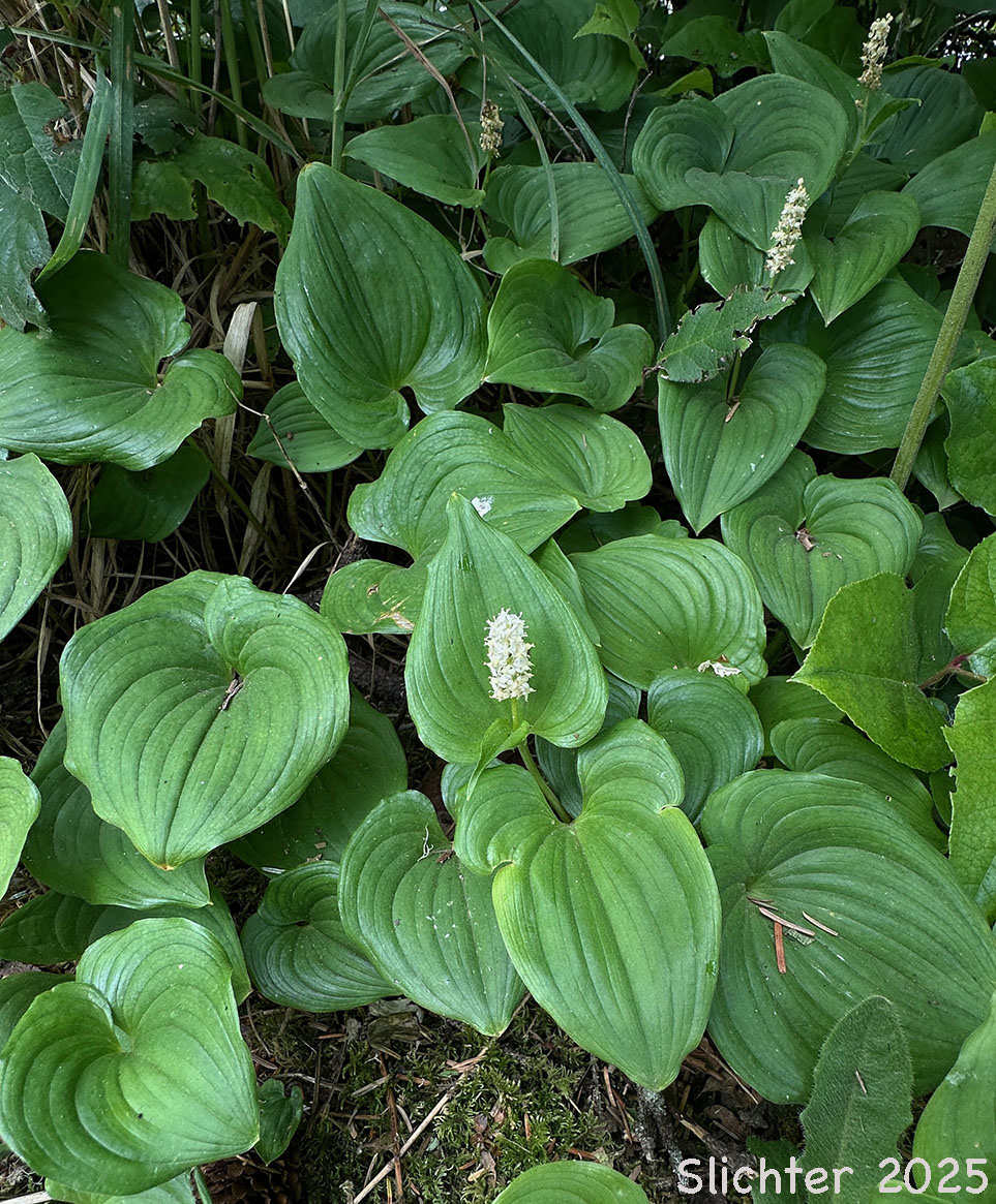 False Lily-of-the-valley, Wild Lily-of-the-valley, Two-leaf False Solomon's-seal, Beadruby: Maianthemum dilatatum (Synonyms: Maianthemum bifolium, Maianthemum bifolium var. dilatatum, Maianthemum bifolium var. kamtschaticum, Maianthemum kamtschaticum, Unifolium dilatatum, Unifolium kamtschaticum)