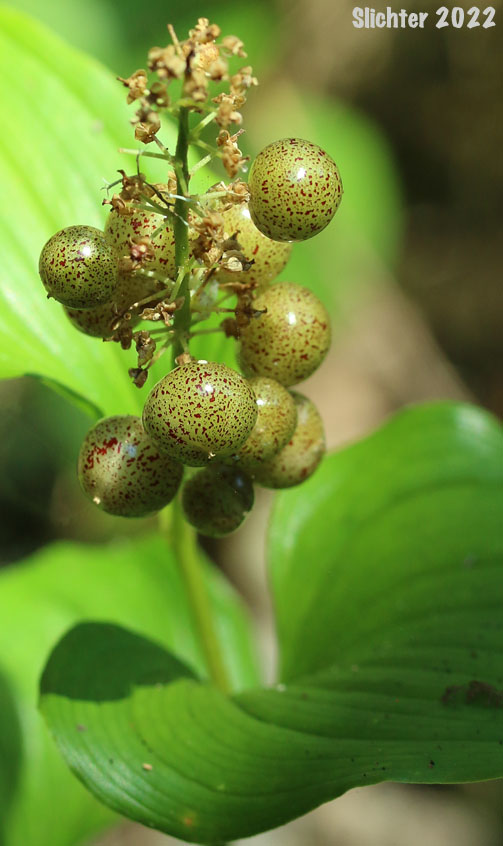 Maturing fruits of False Lily-of-the-valley, Wild Lily-of-the-valley, Two-leaf False Solomon's-seal, Beadruby: Maianthemum dilatatum (Synonyms: Maianthemum bifolium, Maianthemum bifolium var. dilatatum, Maianthemum bifolium var. kamtschaticum, Maianthemum kamtschaticum, Unifolium dilatatum, Unifolium kamtschaticum)