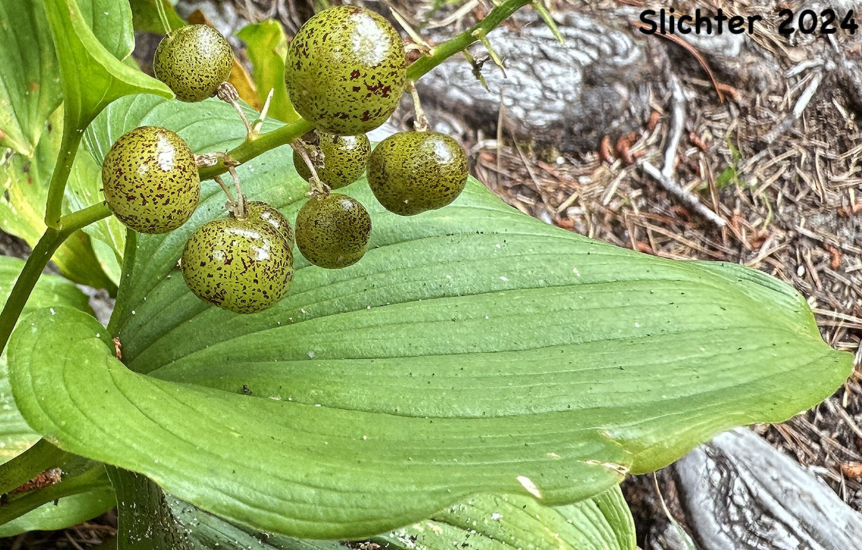 Fruits of False Lily-of-the-valley, Wild Lily-of-the-valley, Two-leaf False Solomon's-seal, Beadruby: Maianthemum dilatatum (Synonyms: Maianthemum bifolium, Maianthemum bifolium var. dilatatum, Maianthemum bifolium var. kamtschaticum, Maianthemum kamtschaticum, Unifolium dilatatum, Unifolium kamtschaticum)