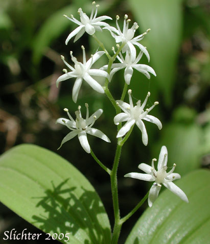 Starry Solomon Plume, Starry False Solomon's Seal, Small False Solomon's Seal, Star-flowered False Solomon Seal, Starry False Lily-of-the-valley: Maianthemum stellatum (Synonym: Smilacina stellata)