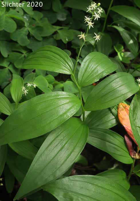 Starry Solomon Plume, Starry False Solomon's Seal, Small False Solomon's Seal, Star-flowered False Solomon Seal, Starry False Lily-of-the-valley: Maianthemum stellatum (Synonym: Smilacina stellata)