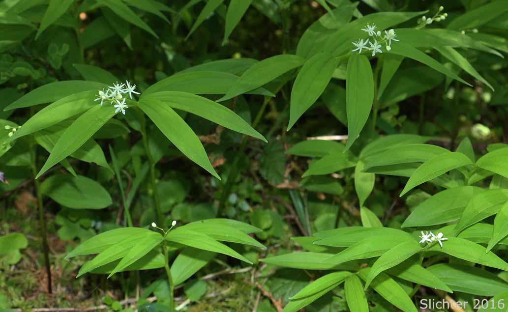 Starry Solomon Plume, Starry False Solomon's Seal, Small False Solomon's Seal, Star-flowered False Solomon Seal, Starry False Lily-of-the-valley: Maianthemum stellatum (Synonym: Smilacina stellata)
