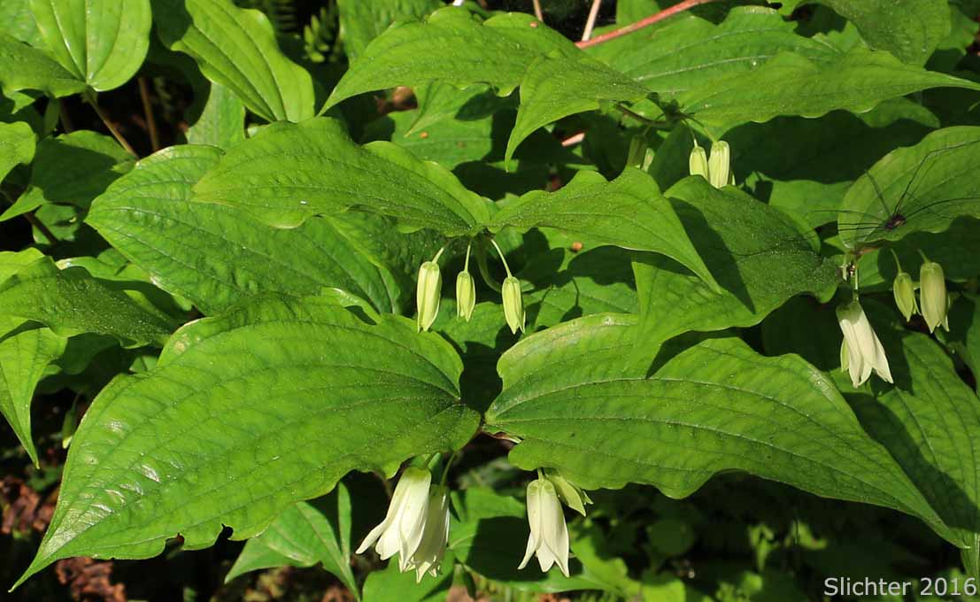 Fairy Lanterns, Smith's Fairy Bells, Largeflower Fairybells: Prosartes smithii (Synonym: Disporum smithii)