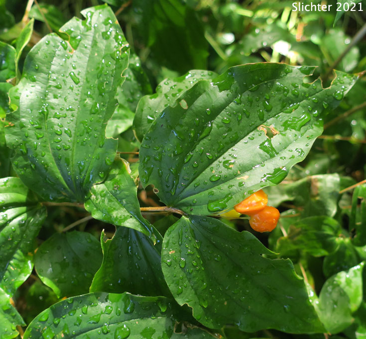 Fairy Lanterns, Smith's Fairy Bells, Largeflower Fairybells: Prosartes smithii (Synonym: Disporum smithii)