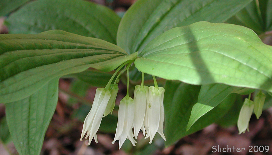 Fairy Lanterns, Smith's Fairy Bells, Largeflower Fairybells: Prosartes smithii (Synonym: Disporum smithii)