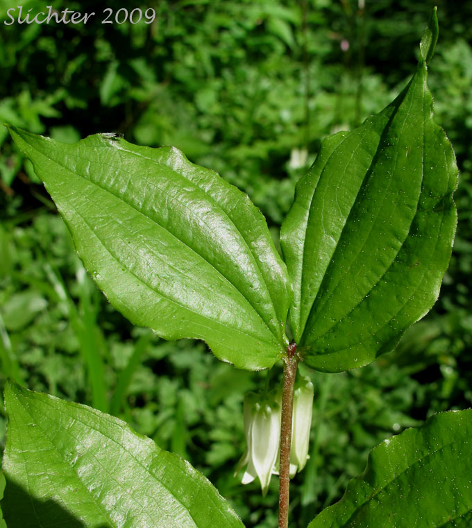 Leaves of Fairy Lanterns, Smith's Fairy Bells, Largeflower Fairybells: Prosartes smithii (Synonym: Disporum smithii)