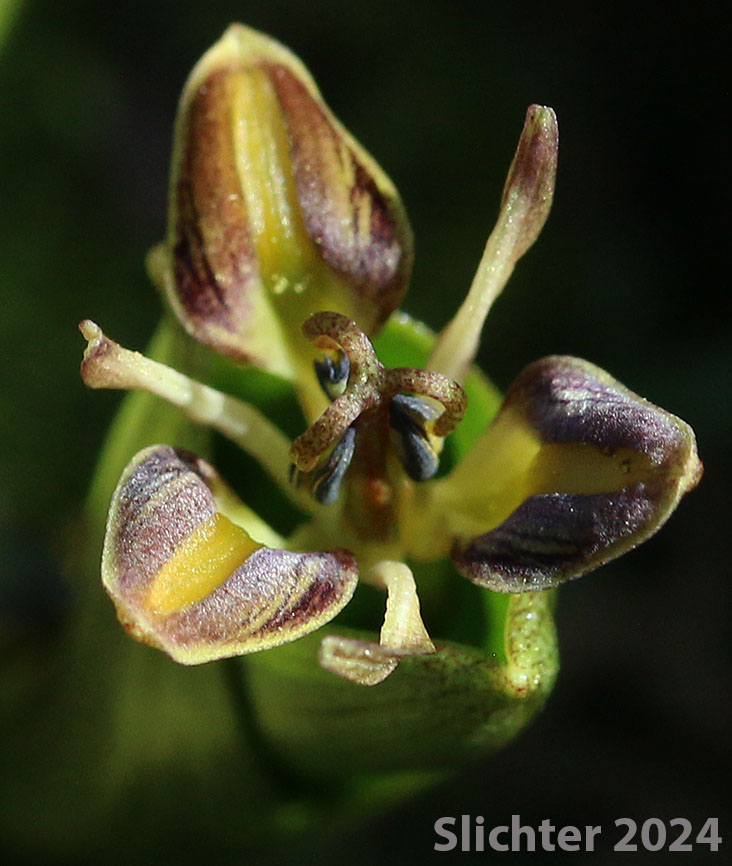 Flower of Fetid Adder's Tongue, Oregon Fetid Adderstongue, Slinkpod: Scoliopus hallii
