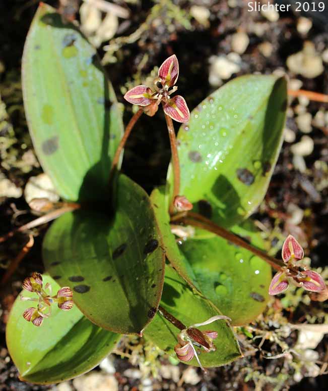 Fetid Adder's Tongue, Oregon Fetid Adderstongue, Slinkpod: Scoliopus hallii