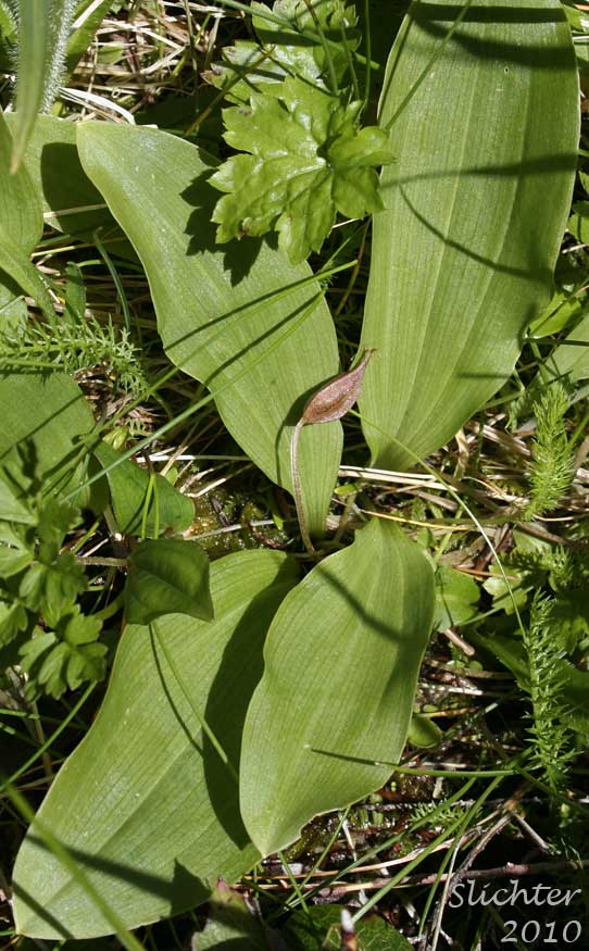 Fetid Adder's Tongue, Oregon Fetid Adderstongue, Slinkpod: Scoliopus hallii