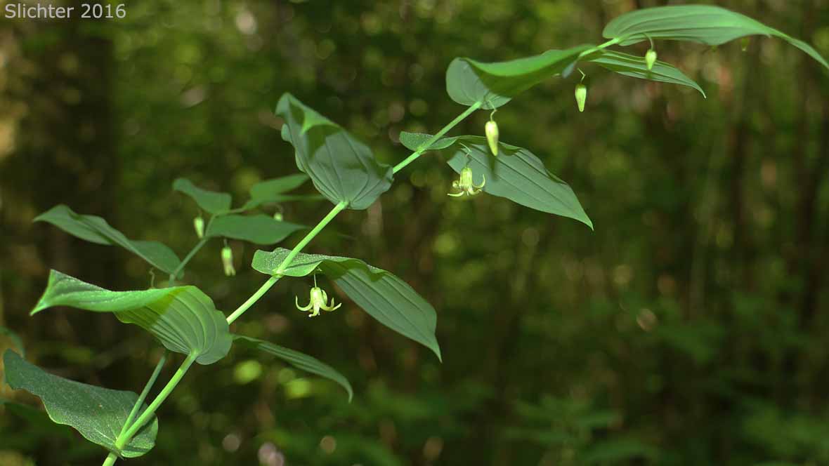Cucumber Root, Claspingleaf Twistedstalk, Clasping-leaf Twisted Stalk, Clasp-leaf Twisted-stalk, Clasping Twisted-stalk: Streptopus amplexifolius (Synonyms: Streptopus amplexifolius ssp. americanus, Streptopus amplexifolius var. americanus, Streptopus amplexifolius var. amplexifolius, Streptopus amplexifolius var. chalazatus, Streptopus amplexifolius var. denticulatus, Streptopus amplexifolius var. grandiflorus, Streptopus fassettii, Tortipes amplexifolius, Uvularia amplexifolia)