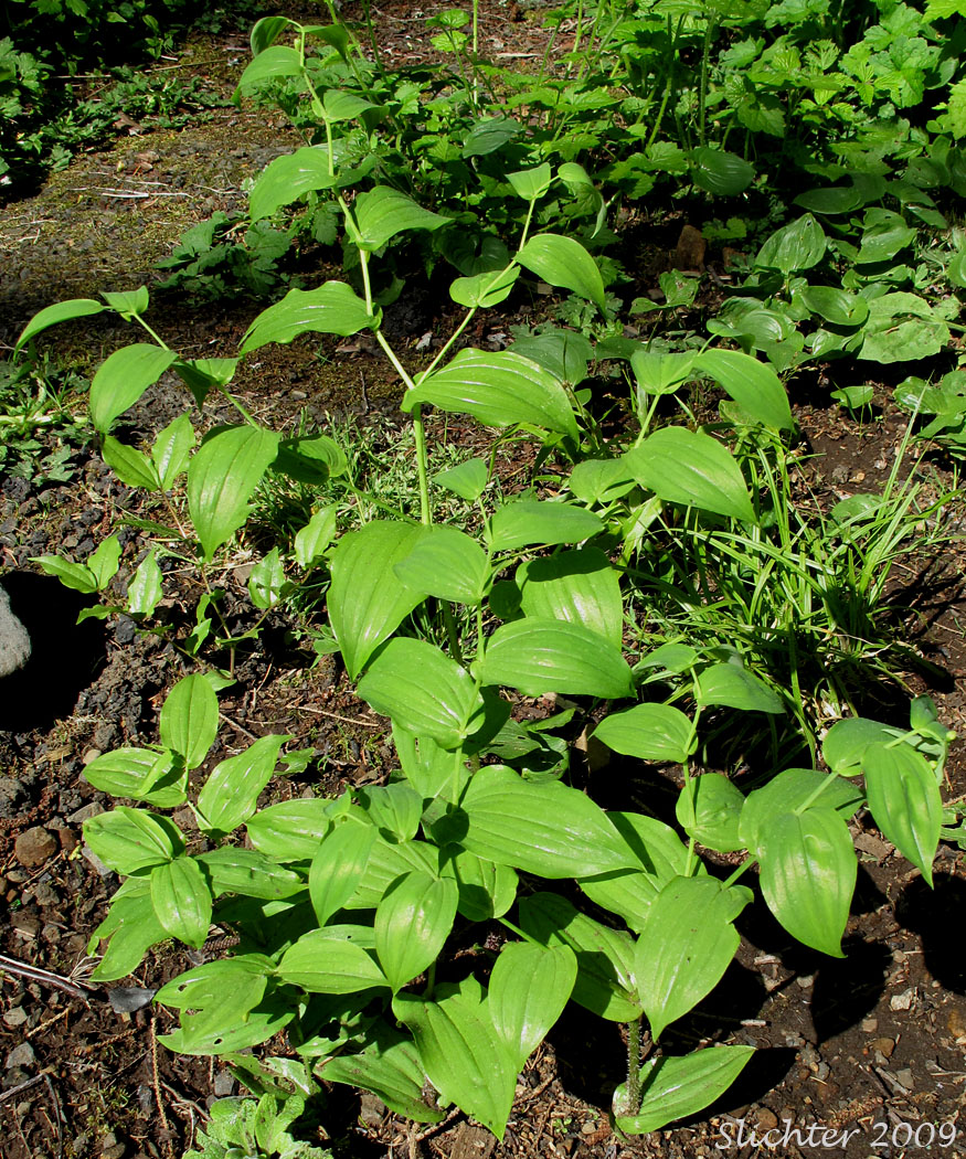 Cucumber Root, Claspingleaf Twistedstalk, Clasping-leaf Twisted Stalk, Clasp-leaf Twisted-stalk, Clasping Twisted-stalk: Streptopus amplexifolius (Synonyms: Streptopus amplexifolius ssp. americanus, Streptopus amplexifolius var. americanus, Streptopus amplexifolius var. amplexifolius, Streptopus amplexifolius var. chalazatus, Streptopus amplexifolius var. denticulatus, Streptopus amplexifolius var. grandiflorus, Streptopus fassettii, Tortipes amplexifolius, Uvularia amplexifolia)