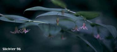 Cucumber Root, Claspingleaf Twistedstalk, Clasping-leaf Twisted Stalk, Clasp-leaf Twisted-stalk, Clasping Twisted-stalk: Streptopus amplexifolius (Synonyms: Streptopus amplexifolius ssp. americanus, Streptopus amplexifolius var. americanus, Streptopus amplexifolius var. amplexifolius, Streptopus amplexifolius var. chalazatus, Streptopus amplexifolius var. denticulatus, Streptopus amplexifolius var. grandiflorus, Streptopus fassettii, Tortipes amplexifolius, Uvularia amplexifolia)