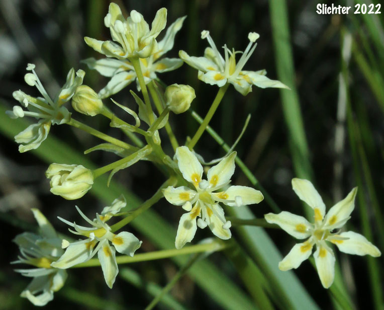 Small-flowered Zigadenus: Toxicoscordion micranthum (Synonym: Zigadenus micranthus)