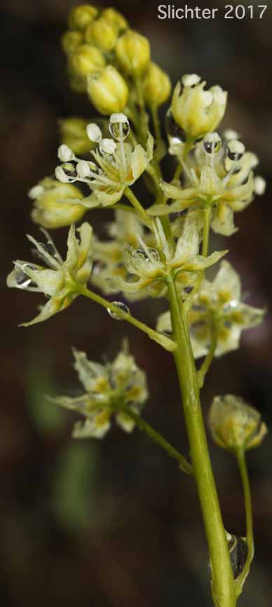Meadow Deathcamas, Meadow Death Camas, Common Death Camas: Toxicoscordion venenosum (Synonym: Zigadenus venenosus var. venenosus)