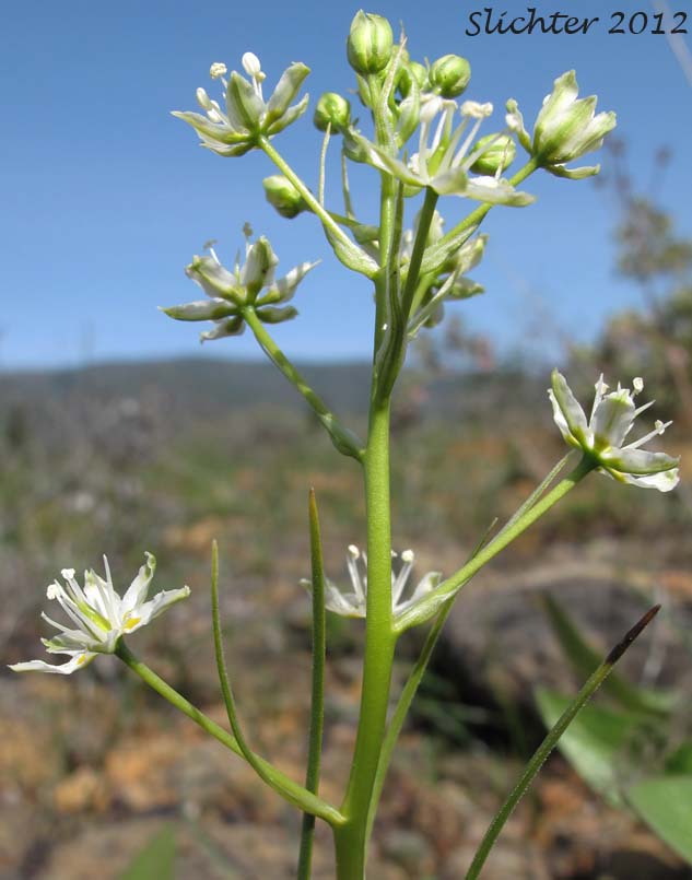 Close-up of the inflorescence of Meadow Deathcamas, Meadow Death Camas, Common Death Camas: Toxicoscordion venenosum (Synonym: Zigadenus venenosus var. venenosus)