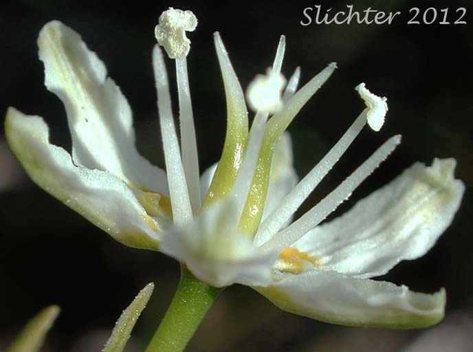 Close-up side view of a flower of Meadow Deathcamas, Meadow Death Camas, Common Death Camas: Toxicoscordion venenosum (Synonym: Zigadenus venenosus var. venenosus)