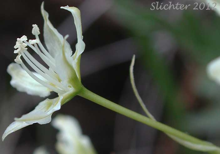 Sideview of a flower of Meadow Deathcamas, Meadow Death Camas, Common Death Camas: Toxicoscordion venenosum (Synonym: Zigadenus venenosus var. venenosus)