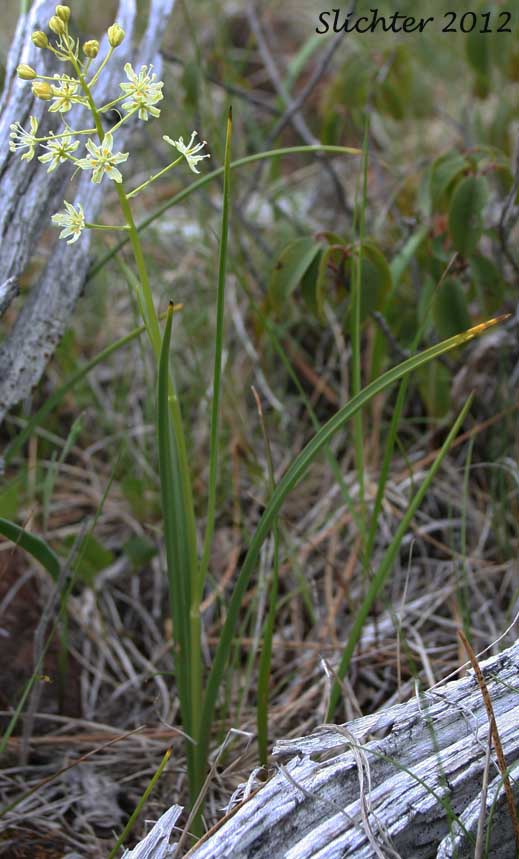 Meadow Deathcamas, Meadow Death Camas, Common Death Camas: Toxicoscordion venenosum (Synonym: Zigadenus venenosus var. venenosus)