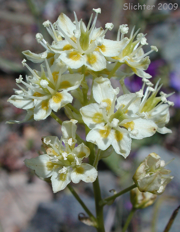 Meadow Deathcamas, Meadow Death Camas, Common Death Camas: Toxicoscordion venenosum (Synonym: Zigadenus venenosus var. venenosus)