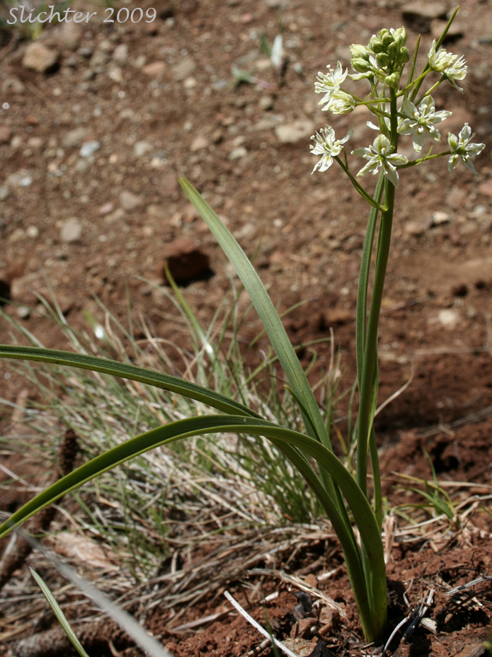 Meadow Deathcamas, Meadow Death Camas, Common Death Camas: Toxicoscordion venenosum (Synonym: Zigadenus venenosus var. venenosus)
