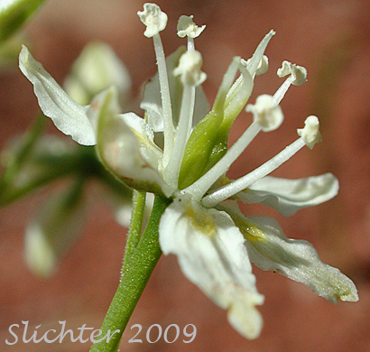 Flower of Meadow Deathcamas, Meadow Death Camas, Common Death Camas: Toxicoscordion venenosum (Synonym: Zigadenus venenosus var. venenosus)