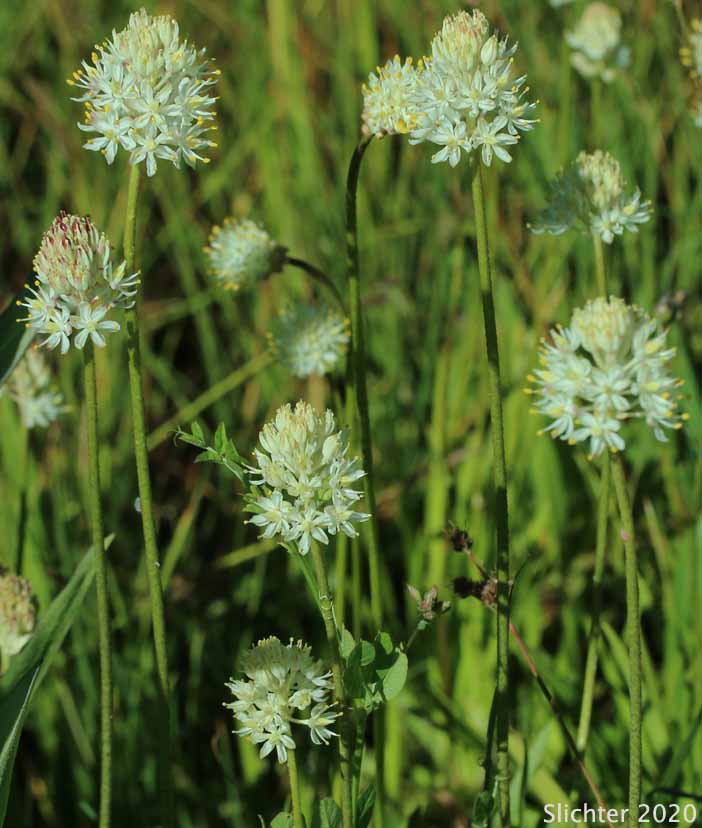 Western Tofieldia: Triantha occidentalis ssp. occidentalis (Synonym: Tofieldia glutinosa var. occidentalis)