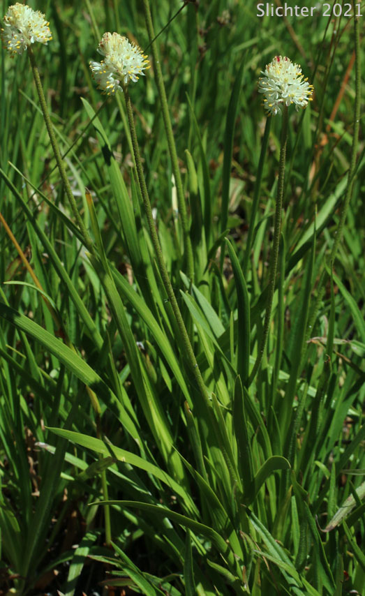 Western Tofieldia: Triantha occidentalis ssp. occidentalis (Synonym: Tofieldia glutinosa var. occidentalis)