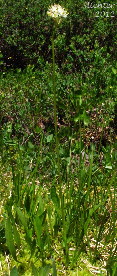 Western Tofieldia: Triantha occidentalis ssp. occidentalis (Synonym: Tofieldia glutinosa var. occidentalis)