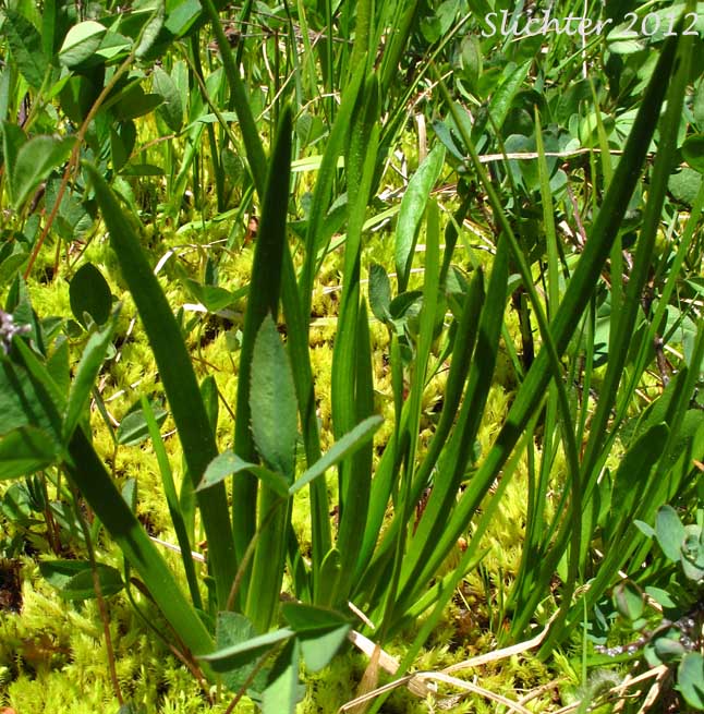 Basal leaves of Western Tofieldia: Triantha occidentalis ssp. occidentalis (Synonym: Tofieldia glutinosa var. occidentalis)